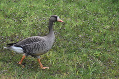 Anser albifrons flavirostris