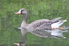 Anser albifrons flavirostris