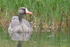 Anser albifrons flavirostris