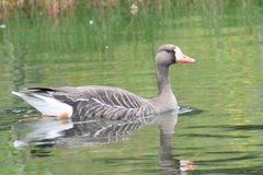 Anser albifrons flavirostris