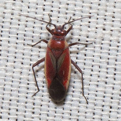 Lopidea marginata
