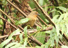 Phacellodomus erythrophthalmus