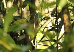 Schiffornis virescens