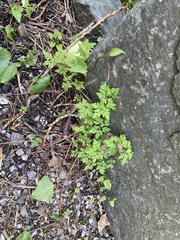 Geranium robertianum