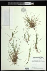 Carex deflexa