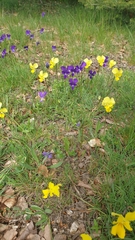 Viola aethnensis messanensis