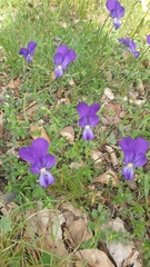 Viola aethnensis messanensis
