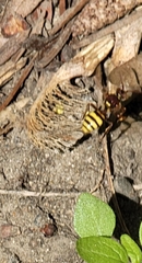 Nomada luteoloides
