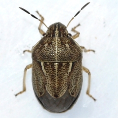 Neottiglossa undata