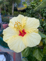Hibiscus