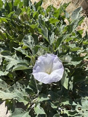 Datura wrightii