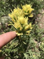 Castilleja applegatei breweri