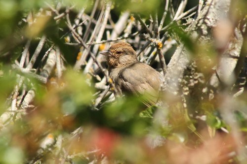 iNaturalist observation photo of California Towhee