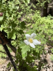 Rubus neomexicanus