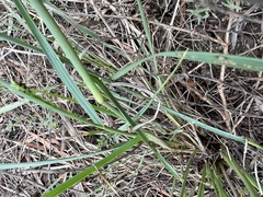 Setaria globoidea