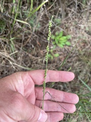 Setaria globoidea