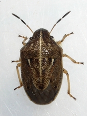 Neottiglossa undata