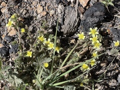 Potentilla subviscosa