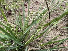 Setaria globoidea