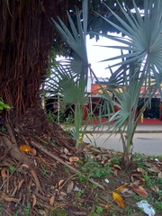 Bismarckia