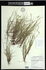 Carex deflexa