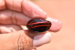 Macropsychanthus comosus