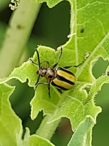 Lema daturaphila observed 2022-05-18