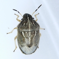 Neottiglossa undata