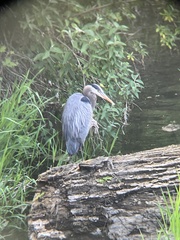 Ardea herodias