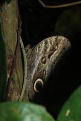 Caligo brasiliensis