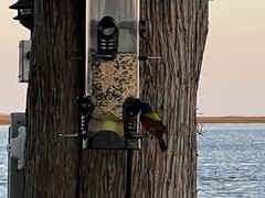 Passerina ciris ciris