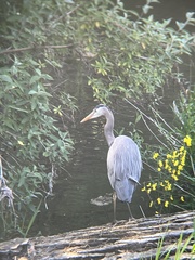 Ardea herodias