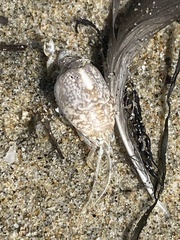 Emerita analoga