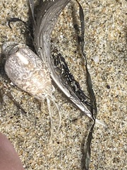 Emerita analoga