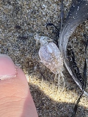 Emerita analoga