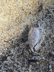 Emerita analoga