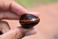 Macropsychanthus comosus