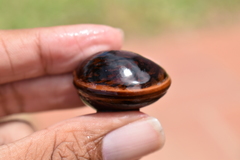 Macropsychanthus comosus