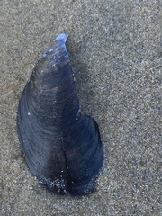 Mytilus