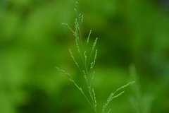 Milium effusum