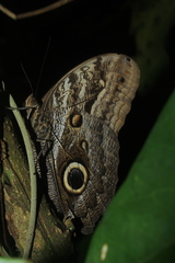Caligo brasiliensis