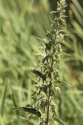 iNaturalist observation photo of slender stinging nettle