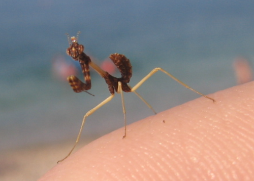 Krunasta bogomoljka (Empusa fasciata)