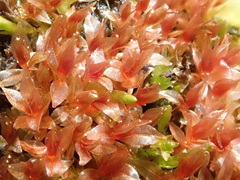 Ptychostomum weigelii