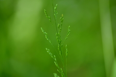Milium effusum