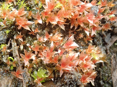 Ptychostomum weigelii