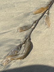 Macrocystis pyrifera