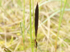 Carex limosa