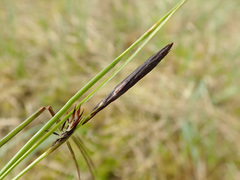 Carex limosa