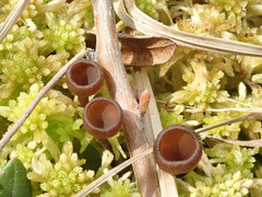 Monilinia oxycocci